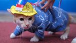 Foto Lucu Kucing Ikut Kontes Kostum Hewan Peliharaan di Kendari