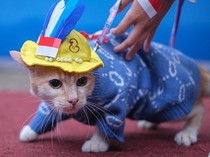 Foto Lucu Kucing Ikut Kontes Kostum Hewan Peliharaan di Kendari