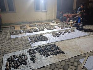 Ada Lomba Menembak Tikus di Sleman gegara Petani Gagal Panen