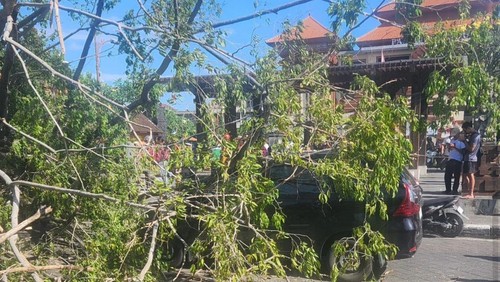 Pohon Beringin di Pasar Badung, Denpasar, tumbang, Minggu (25/8/2024).