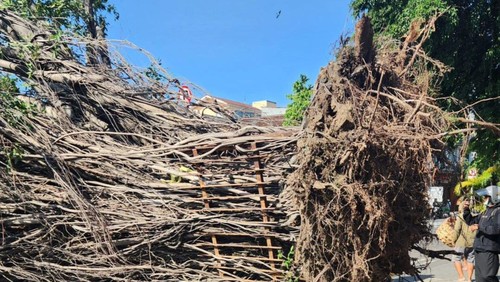 Pohon Beringin di Pasar Badung, Denpasar, tumbang, Minggu (25/8/2024).