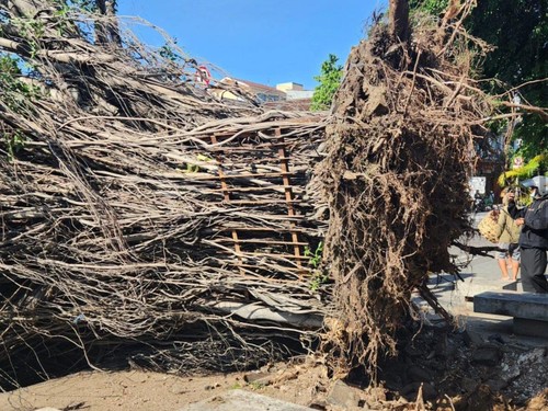 Pohon Beringin di Pasar Badung, Denpasar, tumbang, Minggu (25/8/2024).