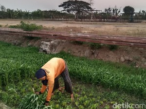 Potret Kehidupan di Ladang Subur Migas Indramayu