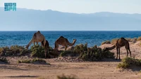 Terletak di tepi barat laut Kerajaan Arab Saudi, wilayah Tabuk merupakan tempat perpaduan gurun dan gunung, pasir dan laut, serta matahari terbit dan terbenam. Tempat ini memiliki keunikan tersendiri. Foto: Saudi Press Agency