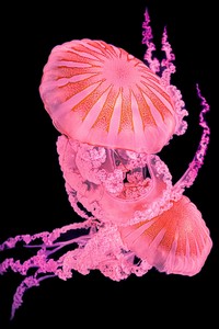Prix de la Photographie Paris