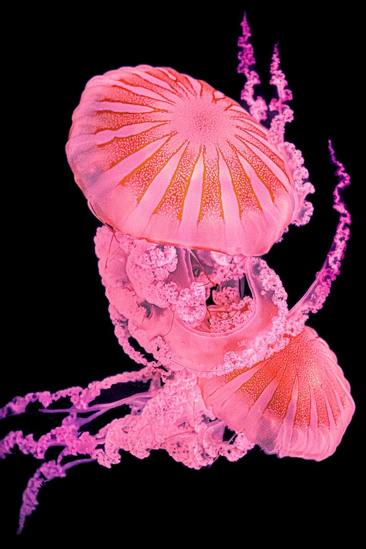 Prix de la Photographie Paris