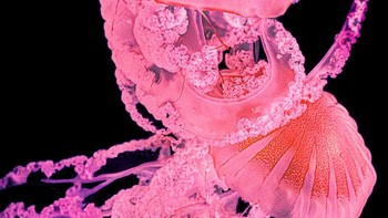 Juara satu kategori Nature dianugerahkan kepada Iryna Vozniak dari Ukraina dengan karyanya Underwater Kaleidoscope. Foto: Iryna Vozniak/Prix de la Photographie Paris