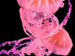 Karya Jawara Kontes Foto Amatir yang Menginspirasi