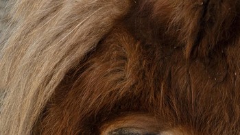 Juara dua kategori Nature diberikan kepada Oleksandra Gatsenko dari Ukraina dengan hasil fotonya Animal Soul Portraits. Foto: Oleksandra Gatsenko/Prix de la Photographie Paris