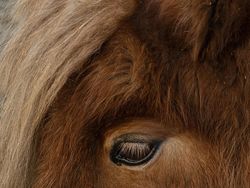 Karya Jawara Kontes Foto Amatir yang Menginspirasi