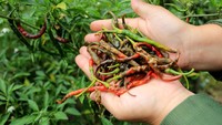 Sejak tiga pekan terakhir, tanaman cabai petani di kawasan itu diserang hama busuk buah yang disebabkan hama lalat buah sehingga mengakibatkan setengah dari hasil panen petani mengalami kerugian karena hasil panen menurun drastis. 