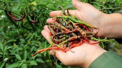 Tanaman Cabai Petani di Aceh Diserang Hama Lalat