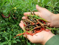 Tanaman Cabai Petani di Aceh Diserang Hama Lalat