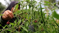 Petani memetik cabai merah keriting yang busuk akibat diserang hama di Desa Suak Raya, Johan Pahlawan, Aceh Barat, Aceh, Minggu (25/8/2024).