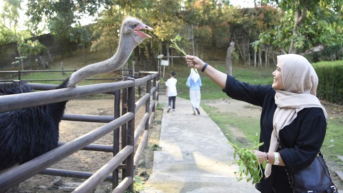 Pengunjung memegang ular piton kuning di kebun binatang mini di Rumah Ulin Arya, Samarinda, Kalimantan Timur, Minggu (25/8/2024). Rumah Ulin Arya yang berada di wilayah seluas tiga hektare tersebut  menawarkan wisata alam terbuka dengan memiliki koleksi satwa seperti burung macaw, binturong (arctictis binturong), kakatua raja (probosciger aterrimus) hingga enggang julang emas (rhyticeros undulatus) yang menjadi sarana edukasi saat liburan akhir pekan. ANTARA FOTO/M Risyal Hidayat/YU