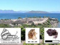 Terungkap! Bengkel Pewarna Ungu dari Siput Berusia 3.600 Tahun di Yunani