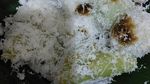20 Kue Putu Bambu yang Legit Manisnya Ada di Sini!