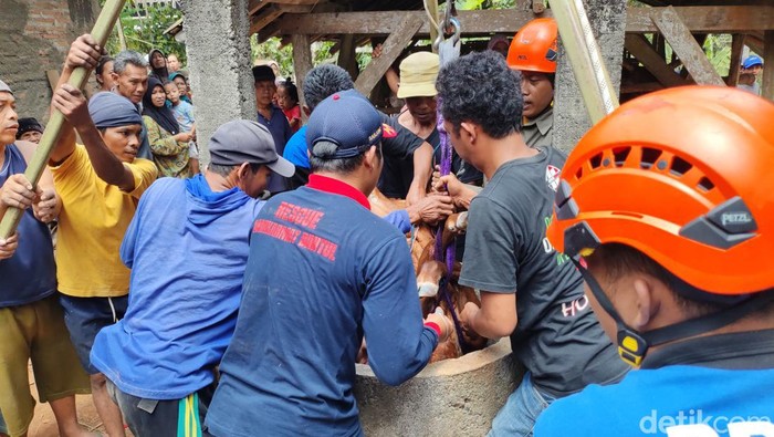 Petugas Damkar dan BPBD Gunungkidul saat mengevakuasi anak sapi di Kalurahan Ngoro-oro, Patuk, Gunungkidul, Senin (26/8/2024).
