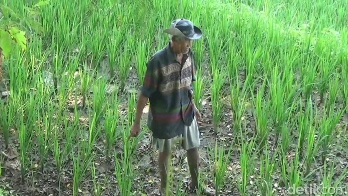 Potret Petani di Purwakarta
