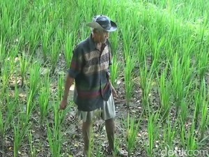 Ribuan Hektare Sawah di Purwakarta Diasuransikan, Ini Alasannya