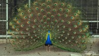 Burung Merak Primadona di Jasmine Park