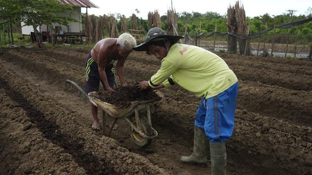 IMIP Gandeng Kelompok Tani Bahodopi Bangun Pertanian Presisi (Dok IMIP) IMIP Gandeng Kelompok Tani Bahodopi Bangun Pertanian Presisi (Dok IMIP)