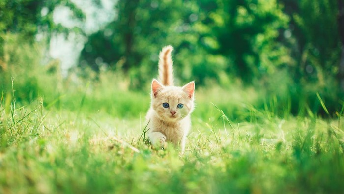 Kucing