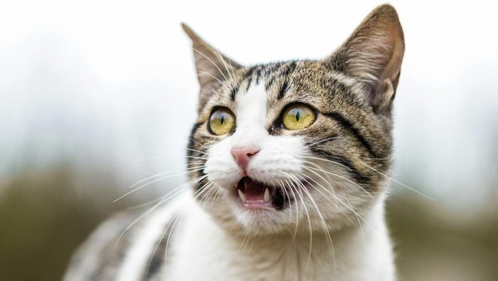 Kucing