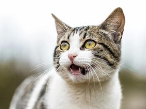 Kenapa Kucing Liar Suka Masuk Pekarangan Rumah?