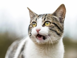 4 Fungsi Kumis pada Kucing dan Dampaknya Jika Dipotong, Sudah Tahu?