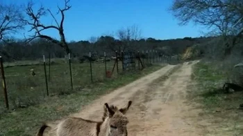 Aksi keledai paling lucu yang terekam kamera Google. Foto: Brightside