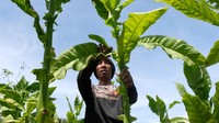 Bulan Agustus merupakan puncak musim panen raya tembakau di kabupaten Temanggung.  
