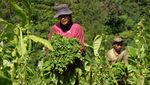 Panen Raya, Harga Tembakau Tembus Rp 75 Ribu/Kg