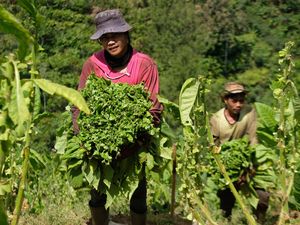 Panen Raya, Harga Tembakau Tembus Rp 75 Ribu/Kg