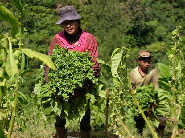 Panen Raya, Harga Tembakau Tembus Rp 75 Ribu/Kg