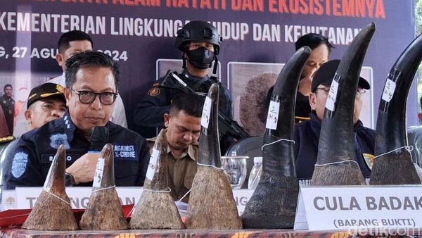 Penampakan Cula Badak-Pipa Gading Gajah yang Diamankan Gakkum LHK Sumsel