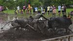 Potret Semarak Balapan Lembu di India
