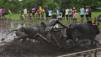 Satu per satu, tim berlomba mengelilingi lintasan untuk memperebutkan 10 slot pemenang. Tim pemenang tahun ini — dari lebih dari 100 tim — menyelesaikan lintasan sepanjang 200 meter (yard) dalam waktu 21,44 detik. Pengemudi berpengalaman sering kali berkompetisi lebih dari sekali sehari dengan sapi yang berbeda.