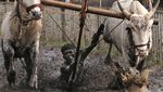 Potret Semarak Balapan Lembu di India