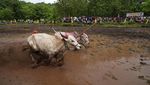 Potret Semarak Balapan Lembu di India