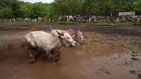 Lintasan berbentuk tapal kuda itu hanya memiliki pagar tipis yang memisahkan aksi dari kerumunan. Latarnya adalah Dervan, sebuah desa pertanian kecil di Ratnagiri, sebuah distrik yang terkenal dengan penanaman mangga Alphonso, di negara bagian Maharashtra, India bagian barat. Sapi-sapi tersebut, yang memiliki nama seperti Bullet, Sundar (yang berarti cantik) dan Raja (yang berarti raja), tidak lagi digunakan untuk membajak ladang, tetapi dipelihara khusus untuk kompetisi. Tanduk mereka dicat dengan warna cerah dan tubuh mereka ditaburi bubuk berwarna sebelum perlombaan.
