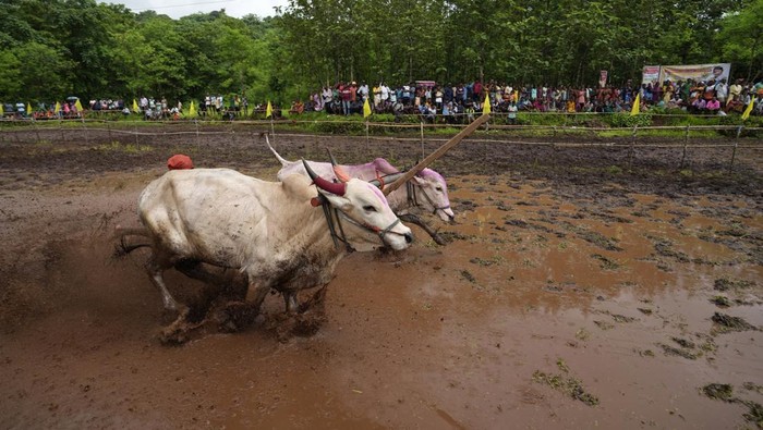 People watch a traditional oxen plow race known as Nangarni Spardha at Sarand village in Ratnagiri district, in the Indian state of Maharashtra, Thursday, Aug. 22, 2024. (AP Photo/Rajanish Kakade)