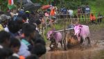Potret Semarak Balapan Lembu di India