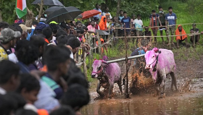 Potret Semarak Balapan Sapi di India People watch a traditional oxen plow race known as Nangarni Spardha at Sarand village in Ratnagiri district, in the Indian state of Maharashtra, Thursday, Aug. 22, 2024. (AP Photo/Rajanish Kakade)