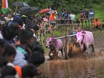 Potret Semarak Balapan Lembu di India