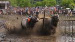 Potret Semarak Balapan Lembu di India