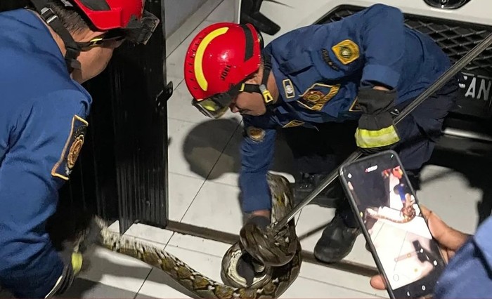Seekor anjing di rumah warga Desa Cimandala, Sukaraja, Kabupaten Bogor, terus menggonggong. Ternyata anjing itu melihat ular yang akhirnya dievakuasi damkar (dok.ist)