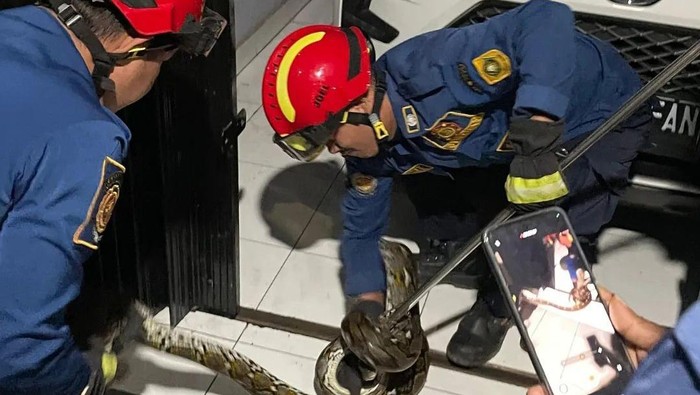 Seekor anjing di rumah warga Desa Cimandala, Sukaraja, Kabupaten Bogor, terus menggonggong. Ternyata anjing itu melihat ular yang akhirnya dievakuasi damkar (dok.ist)