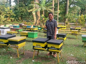 Taman Wisata Lebah Cibubur Punya 2 Jenis Lebah Budidaya dan Terapi Sengat Lebah