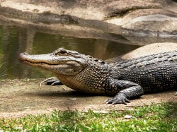 3 Hewan Ini Bisa Memburu Manusia Untuk Dimakan